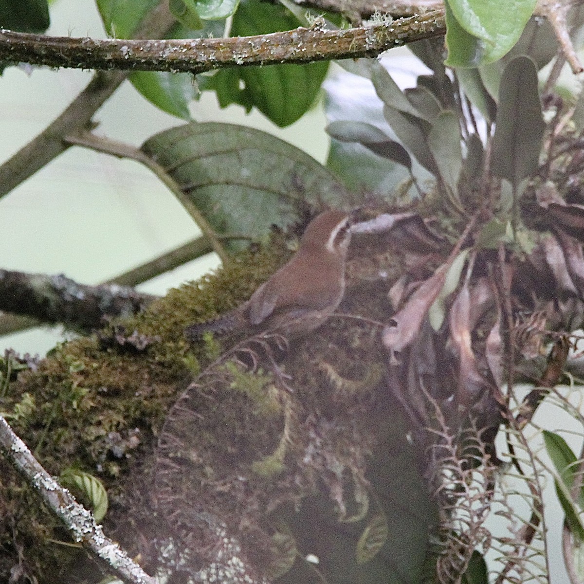 Mountain Wren - ML641298834