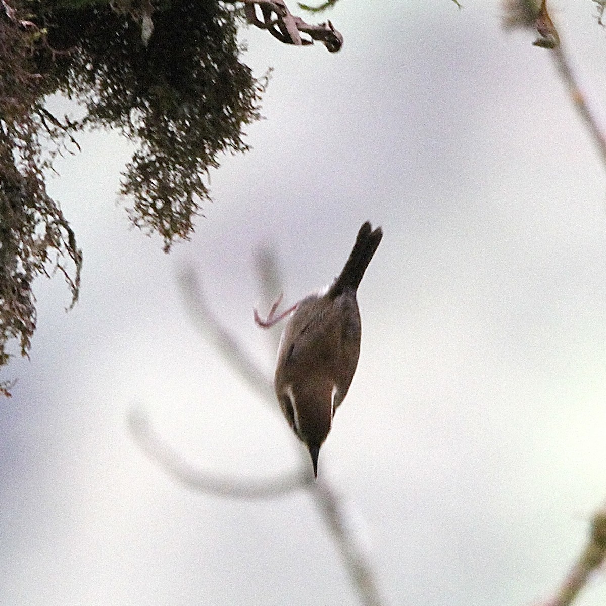 Mountain Wren - ML641298835