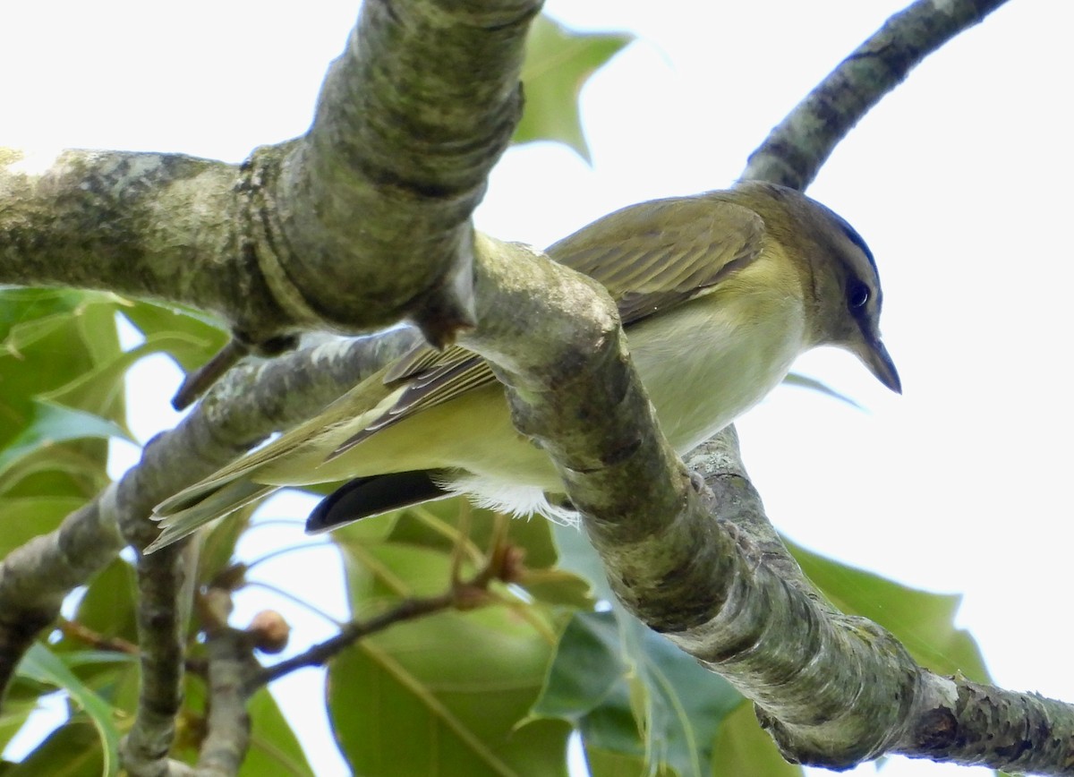 Red-eyed Vireo - ML641298836