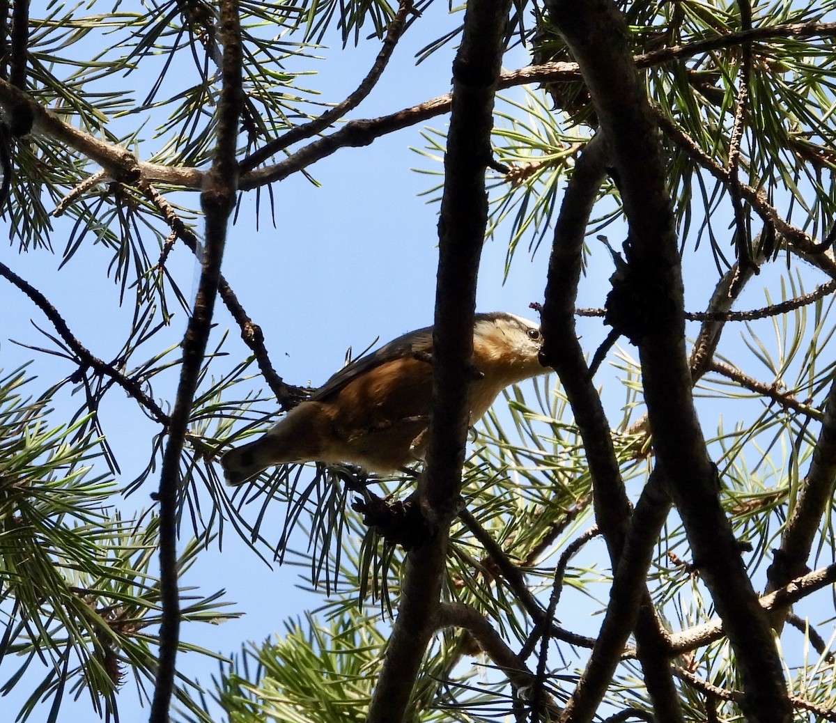 Red-breasted Nuthatch - ML641298846