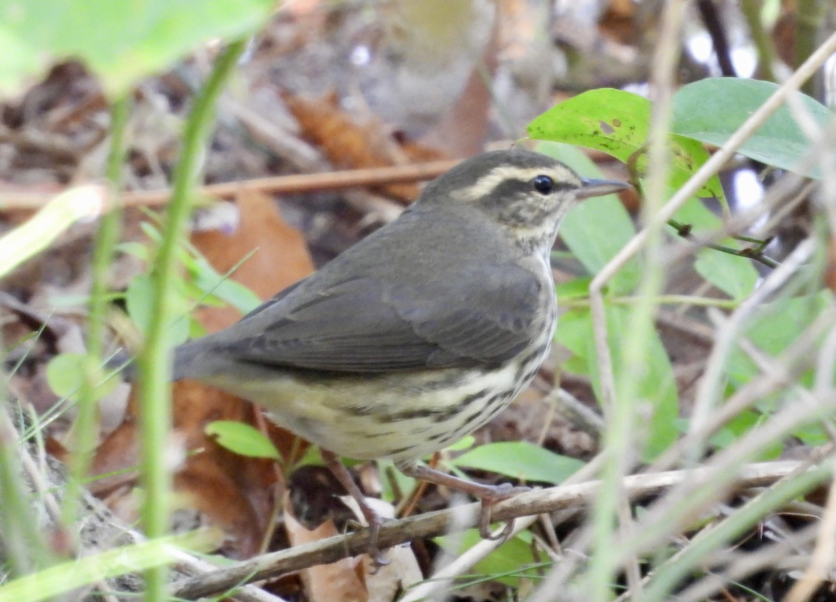 Northern Waterthrush - ML641298852