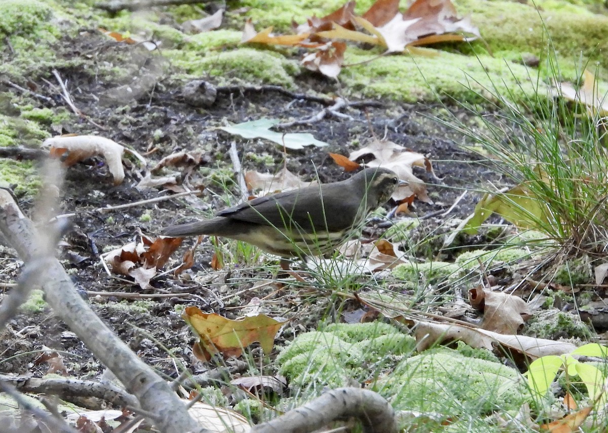 Northern Waterthrush - ML641298853