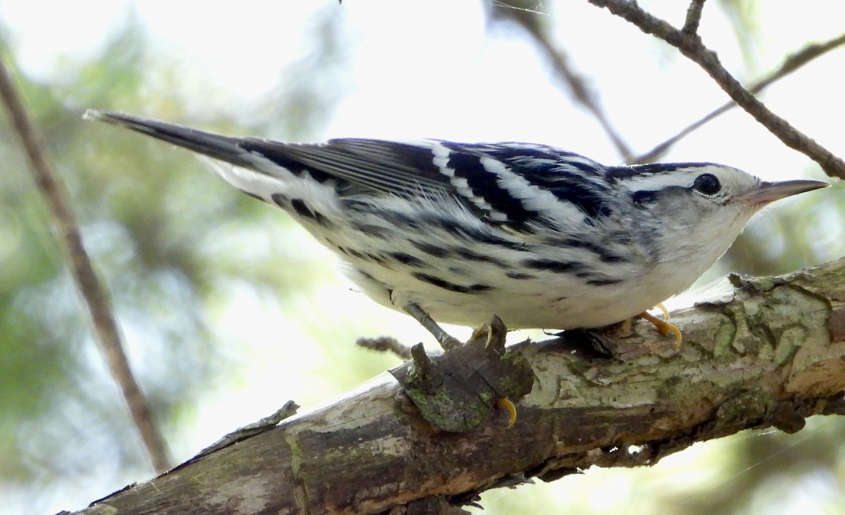 Black-and-white Warbler - ML641298854