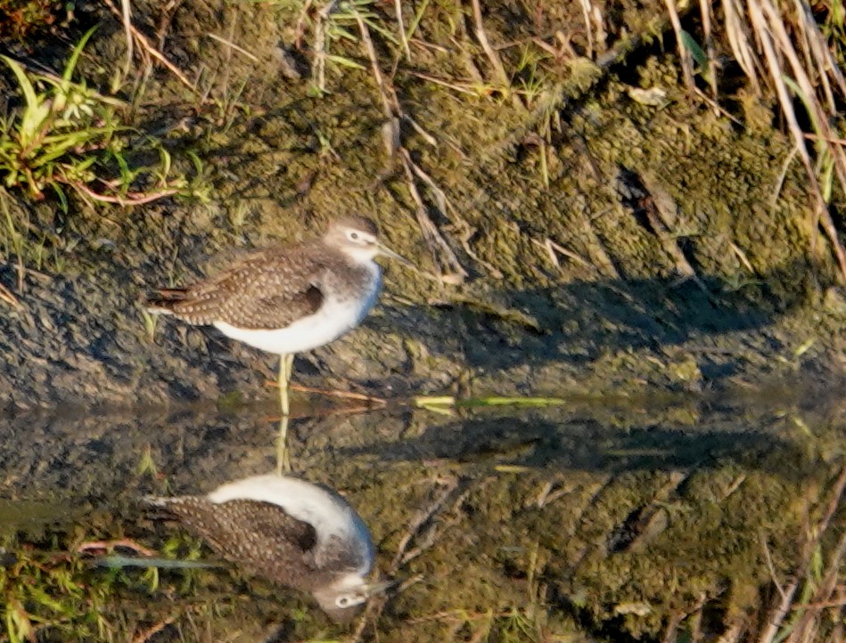Solitary Sandpiper - ML641298856
