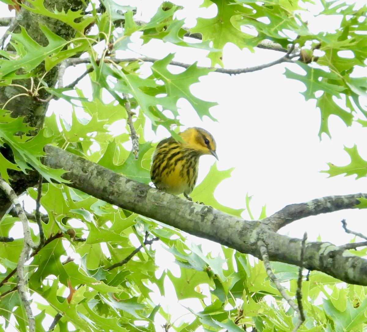 Cape May Warbler - ML641298882