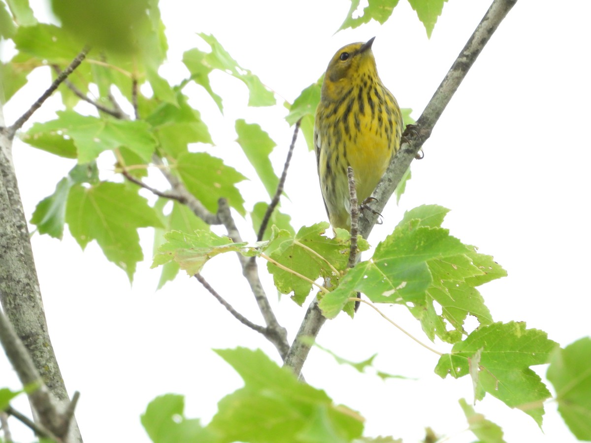 Cape May Warbler - ML641298883