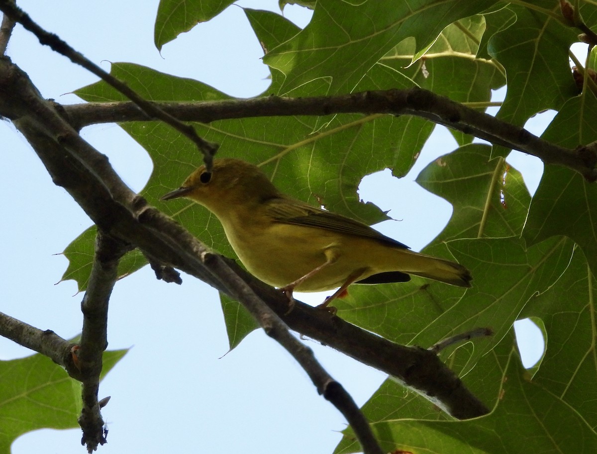 Yellow Warbler (Northern) - ML641298934
