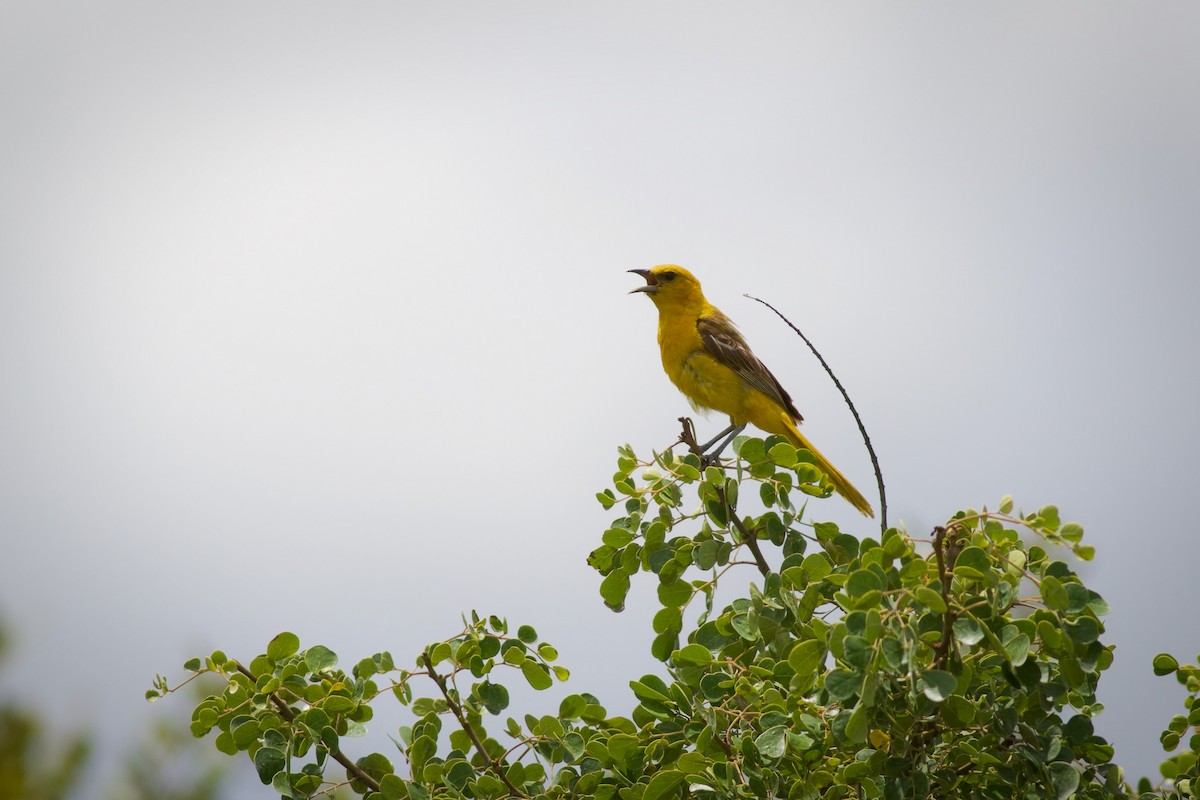 Hooded Oriole (igneus) - ML641298951