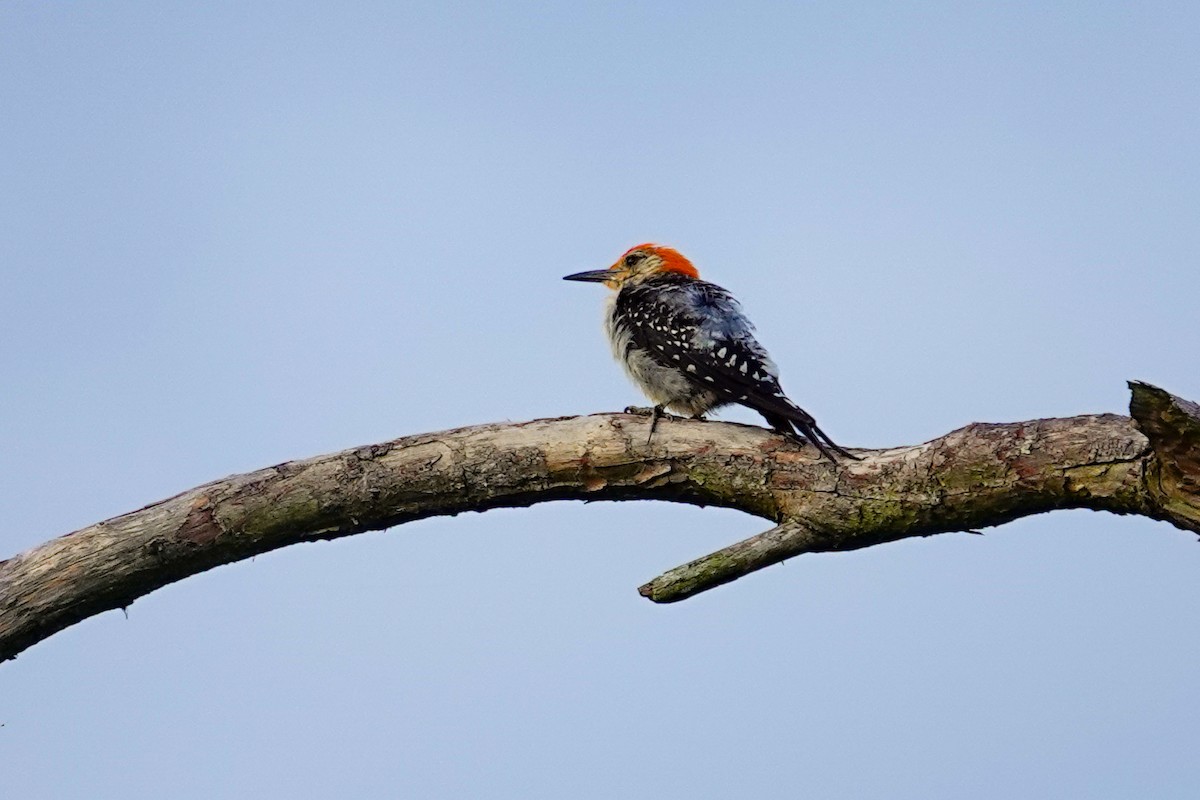 Red-bellied Woodpecker - ML641298972