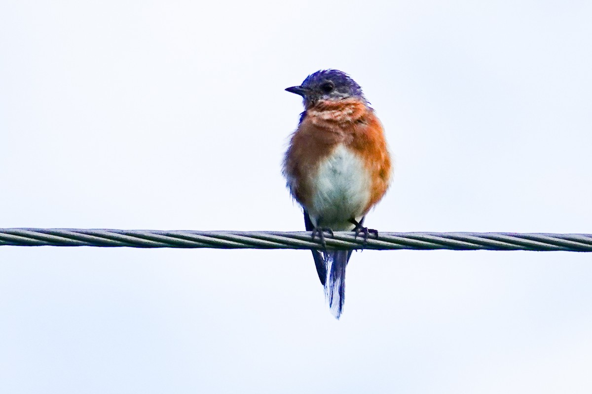 Eastern Bluebird - ML641298975