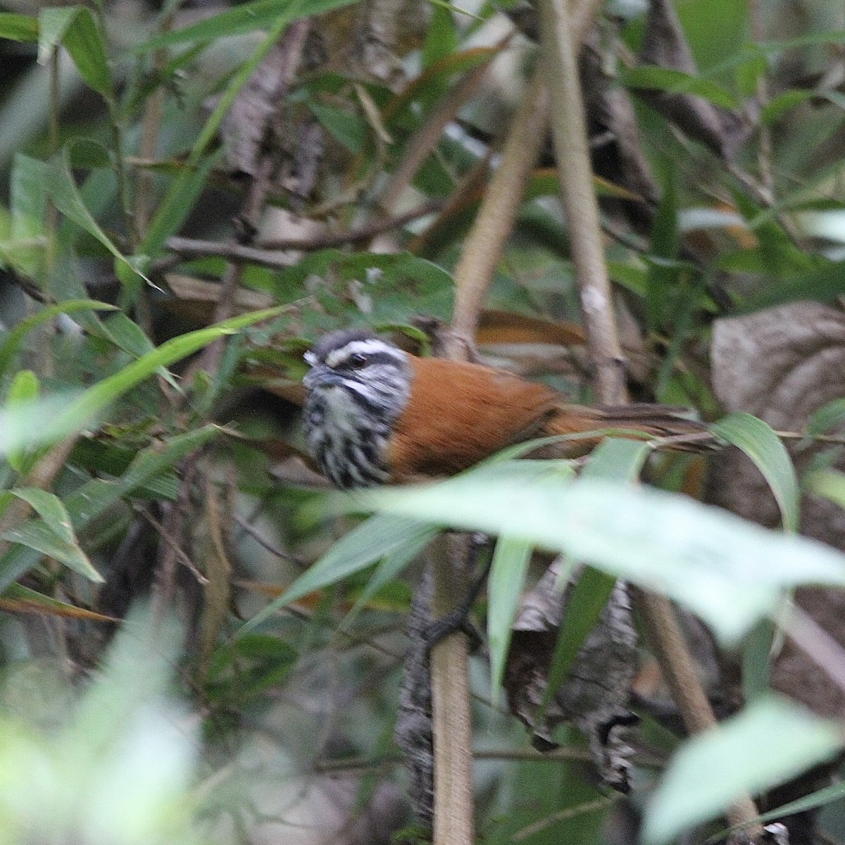 Inca Wren - ML641298994
