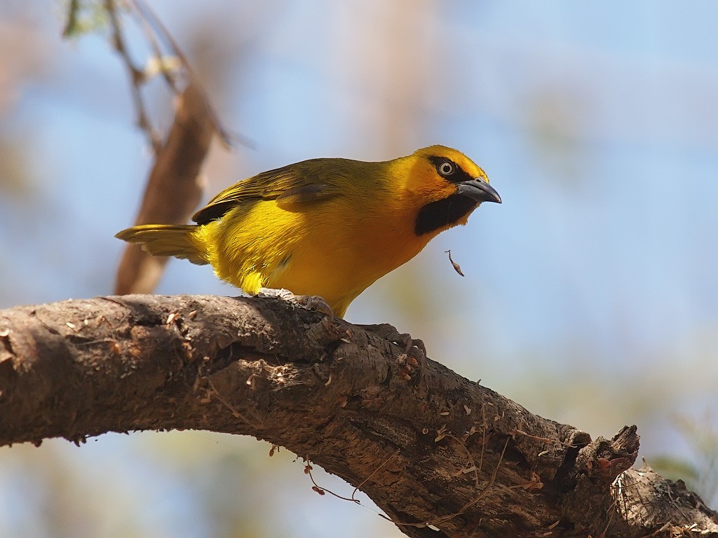Spectacled Weaver - ML641299015