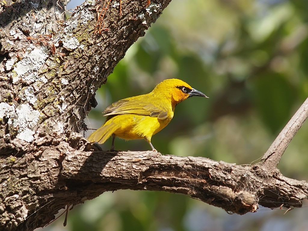 Spectacled Weaver - ML641299020