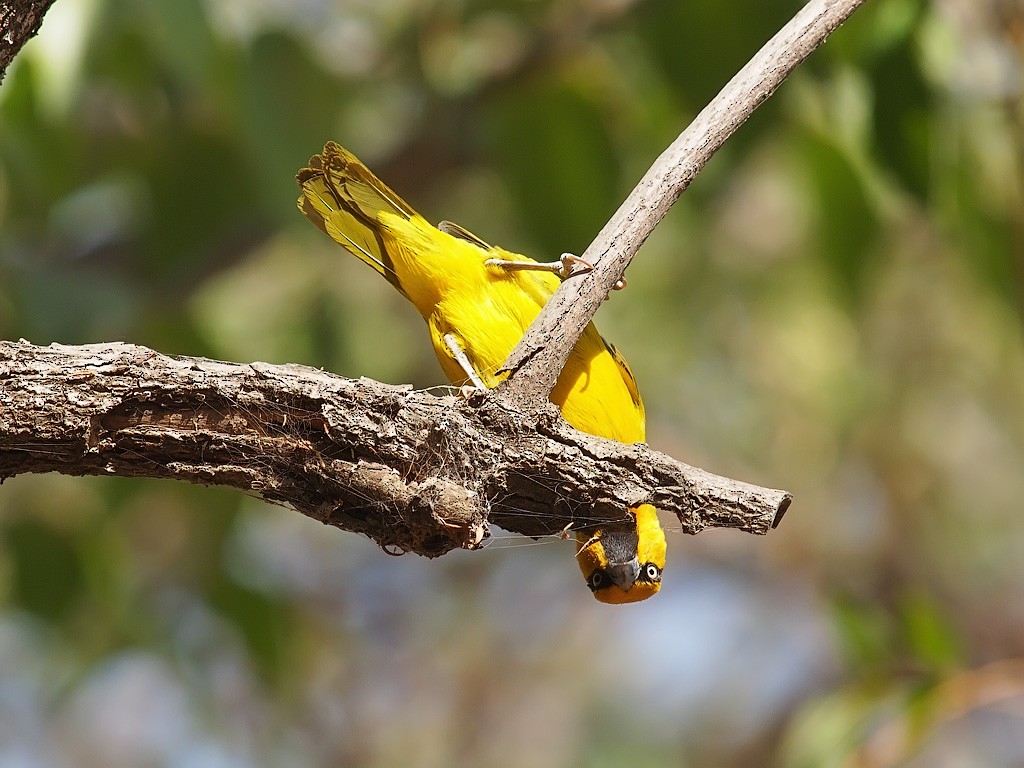 Spectacled Weaver - ML641299021
