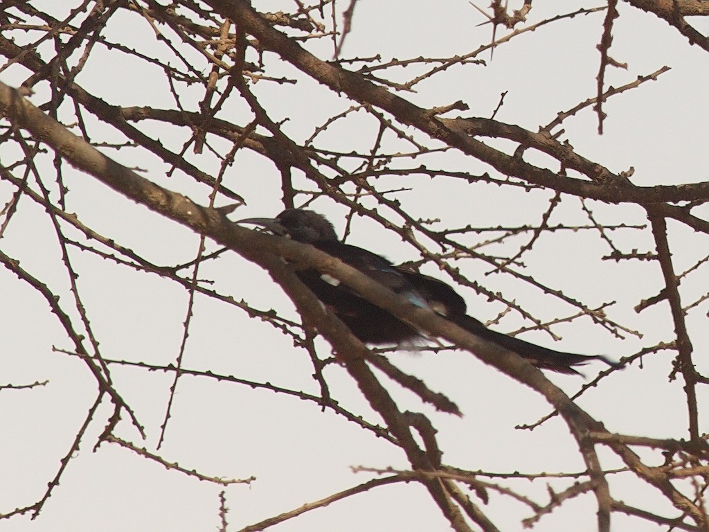 Black-billed Woodhoopoe - ML641299028