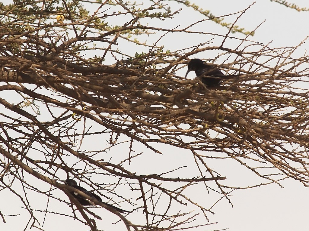 Black-billed Woodhoopoe - ML641299029
