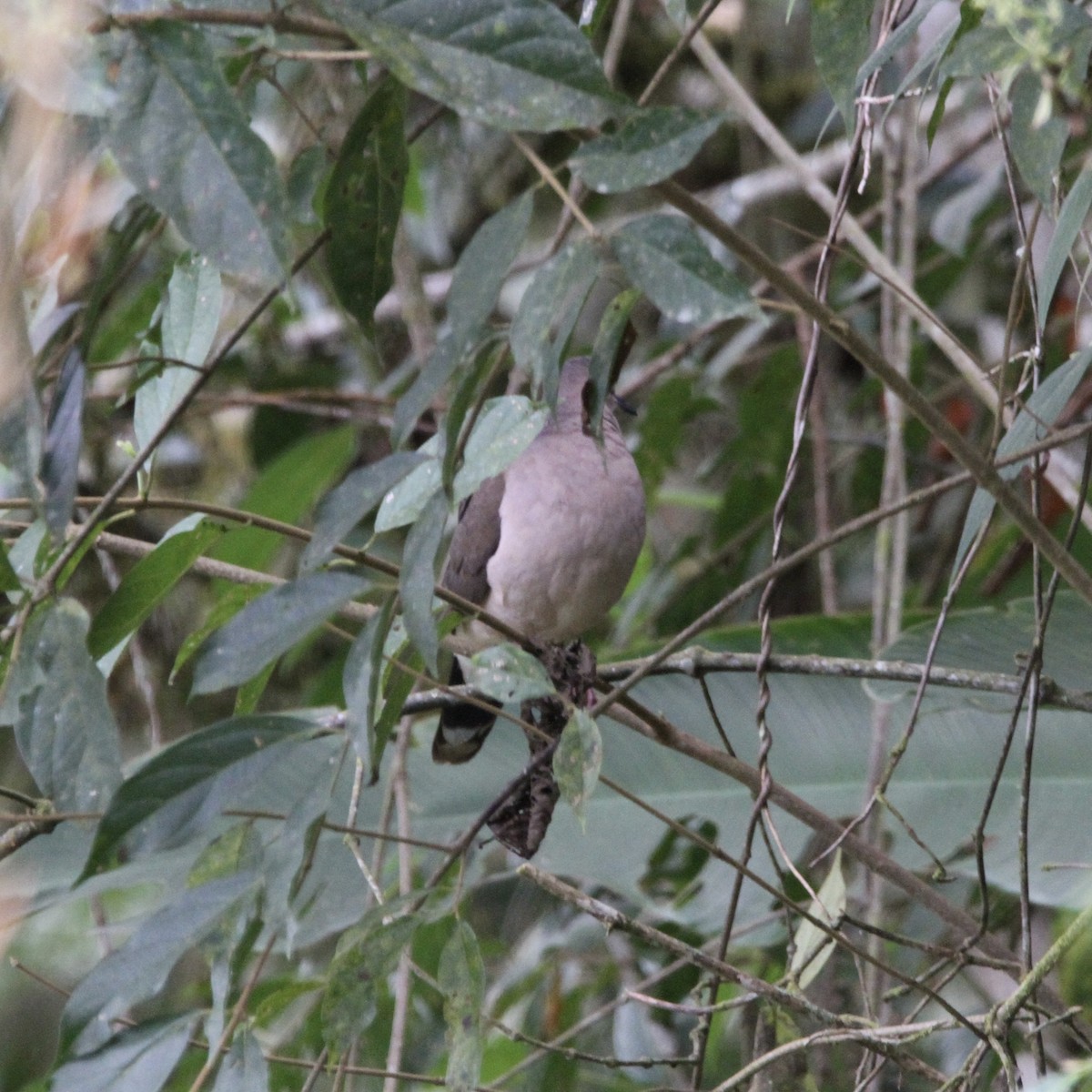 White-tipped Dove - ML641299050