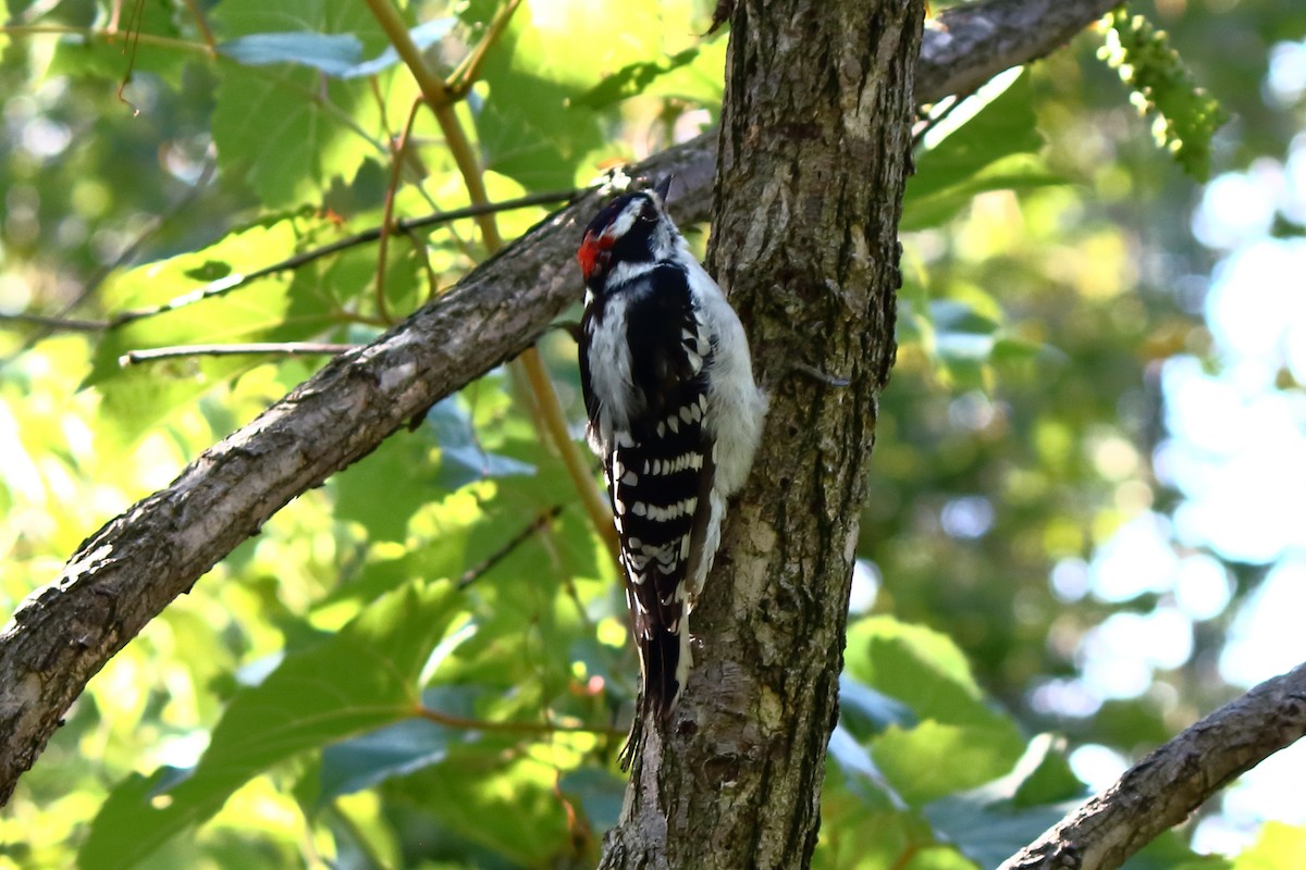 Downy Woodpecker - ML641299082