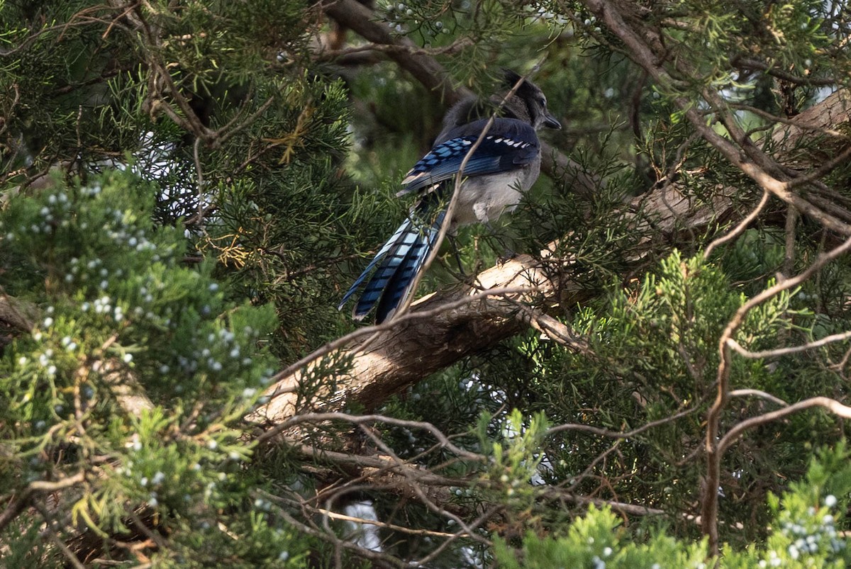 Blue Jay - ML641299083