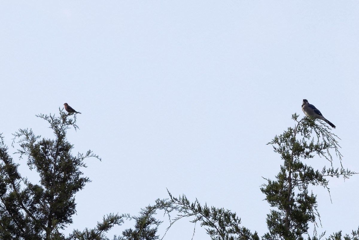 Blue Jay - ML641299085