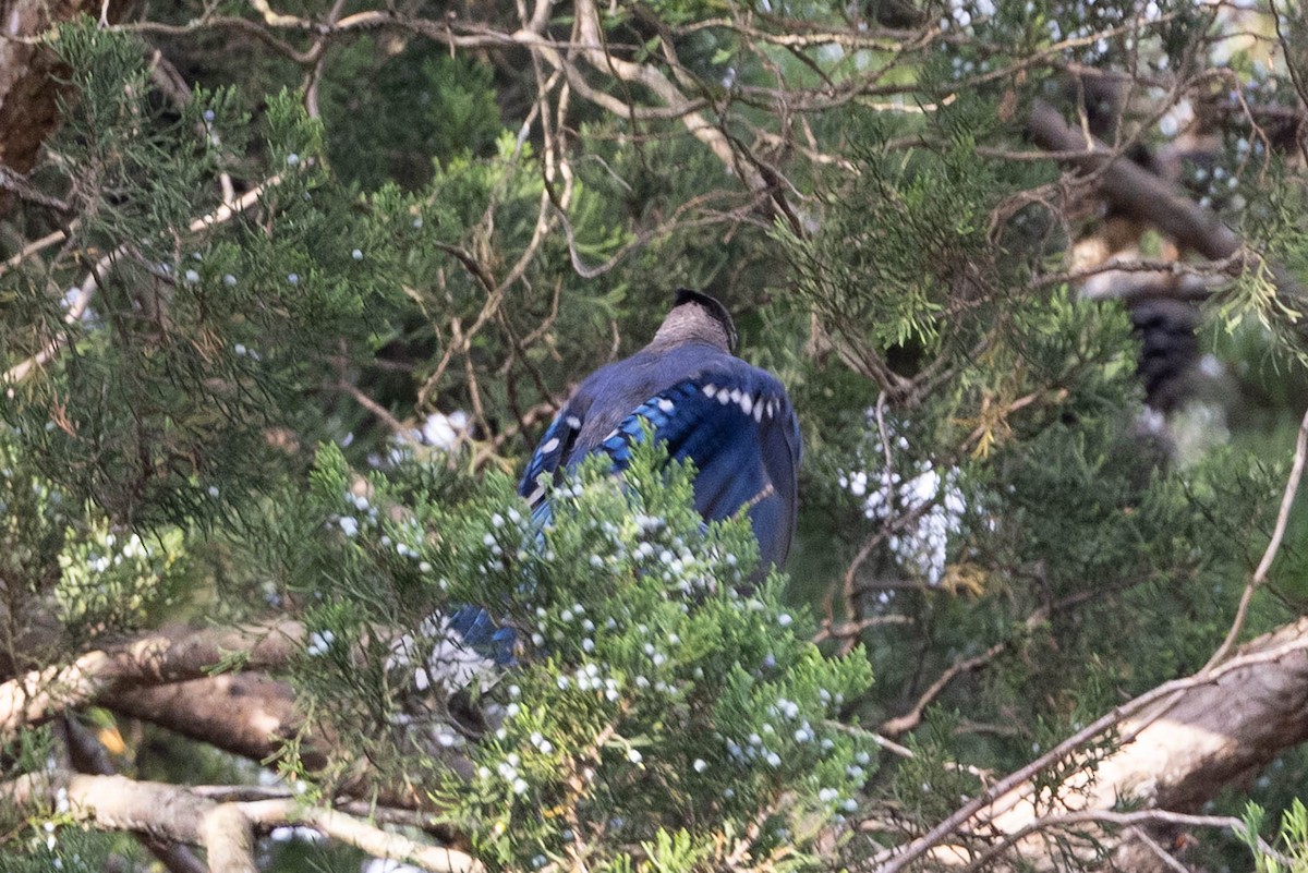 Blue Jay - ML641299086