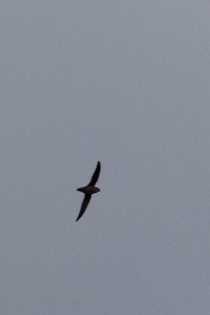Chimney Swift - ML641299089