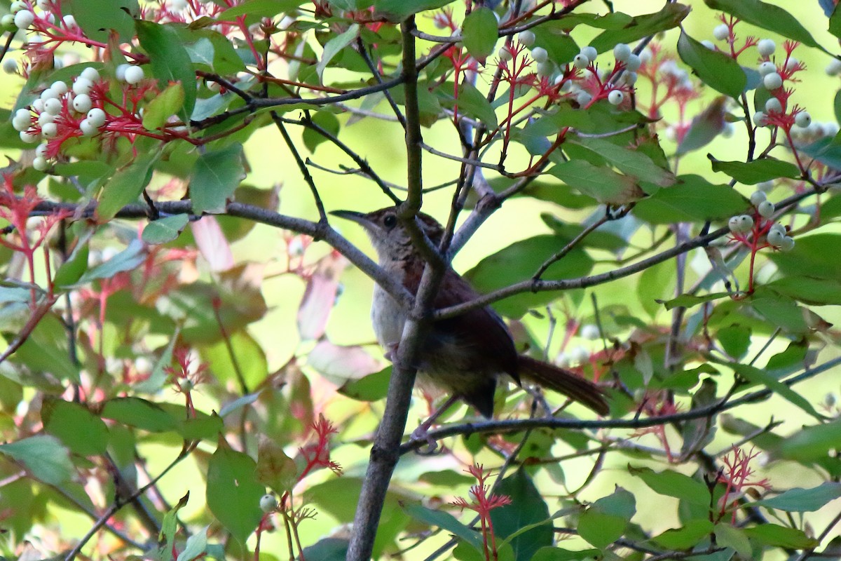 Carolina Wren - ML641299093