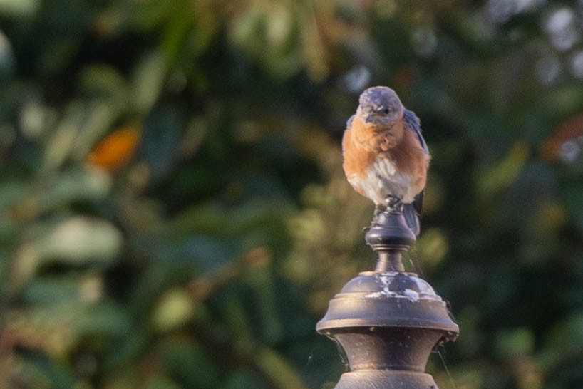 Eastern Bluebird - ML641299101