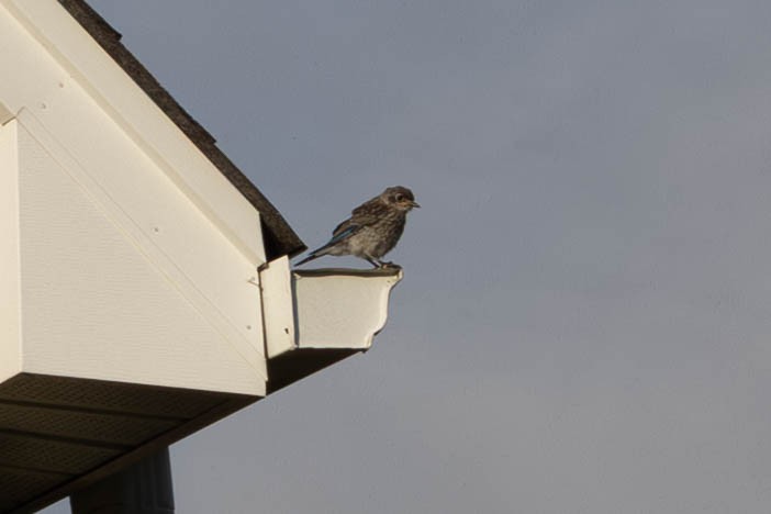 Eastern Bluebird - ML641299103