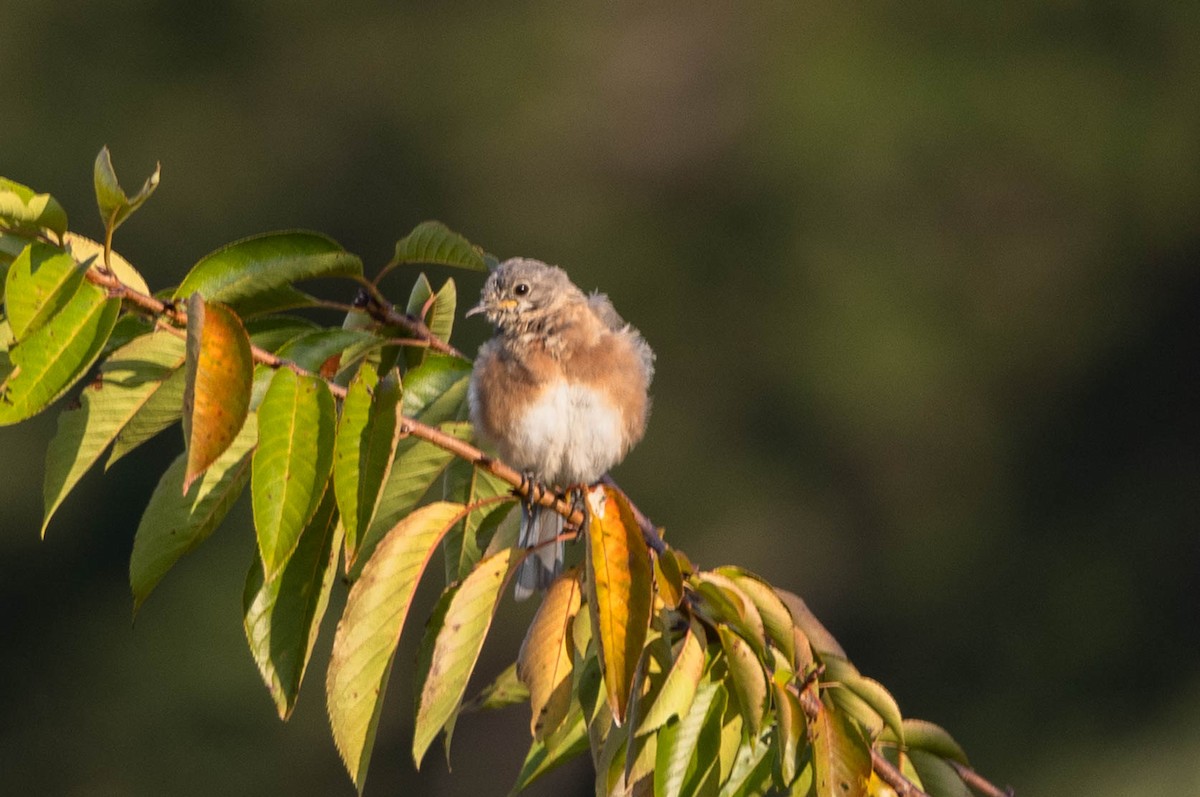 Eastern Bluebird - ML641299104