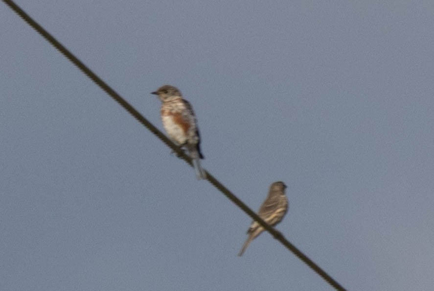 Eastern Bluebird - ML641299107