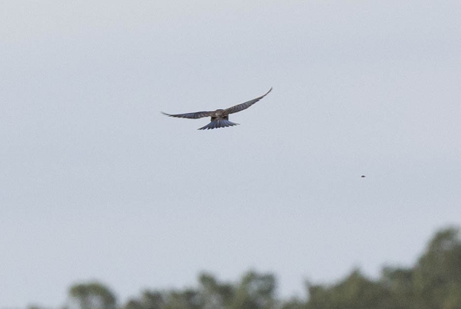 Eastern Bluebird - ML641299109
