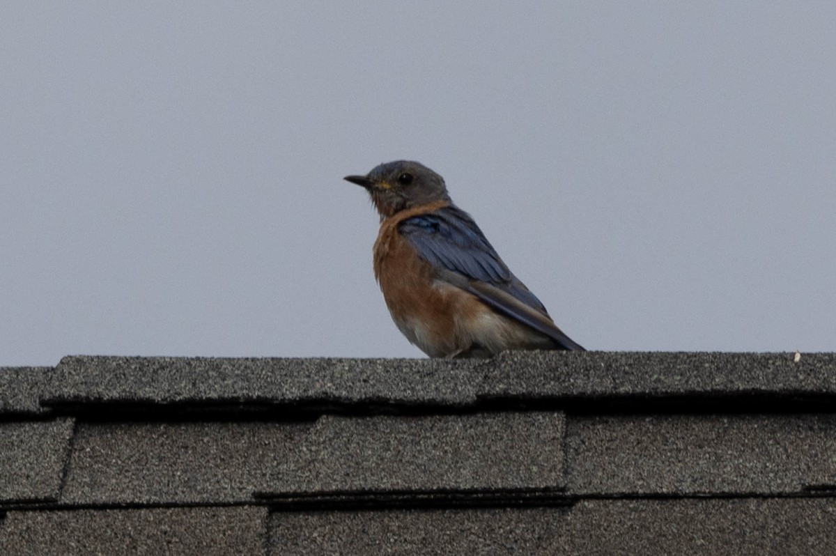 Eastern Bluebird - ML641299110
