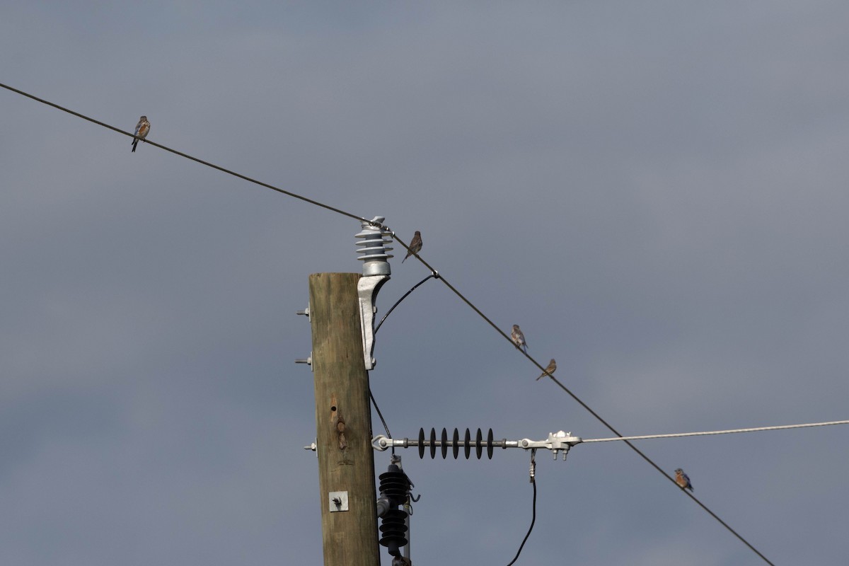 Eastern Bluebird - ML641299111