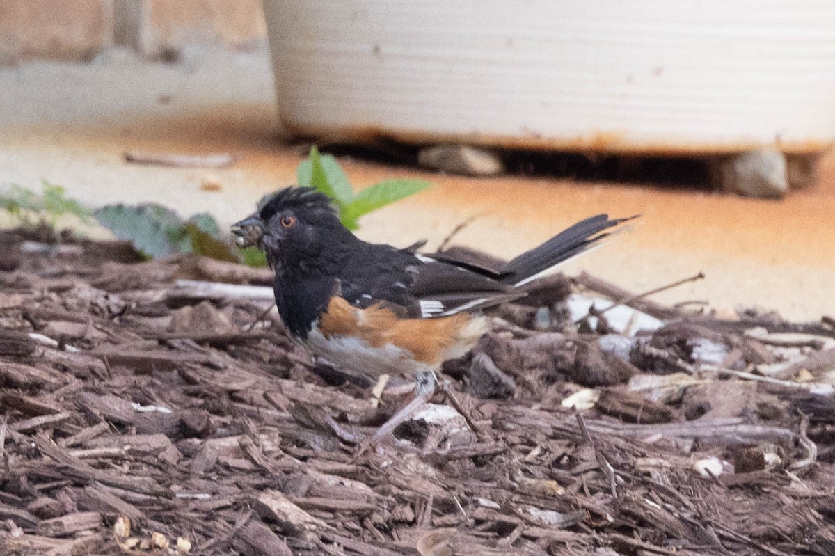 Eastern Towhee - ML641299118