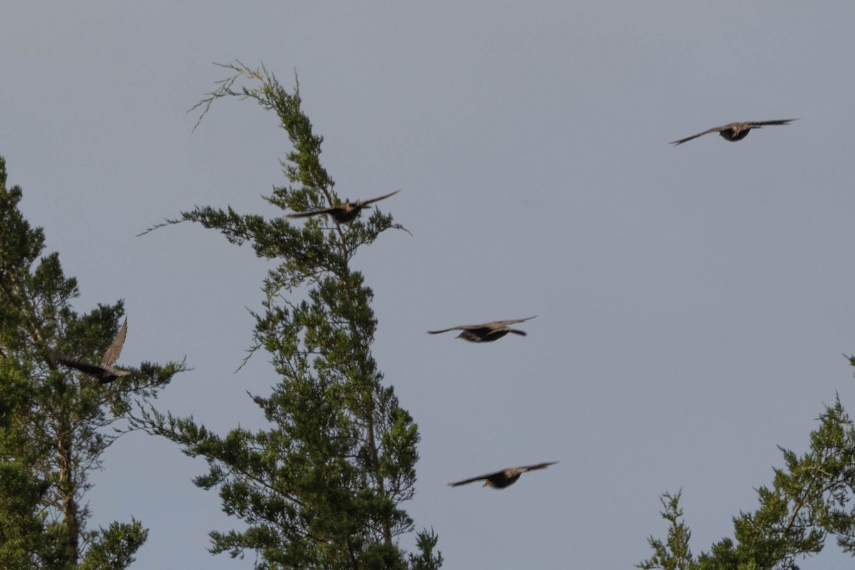 European Starling - ML641299121