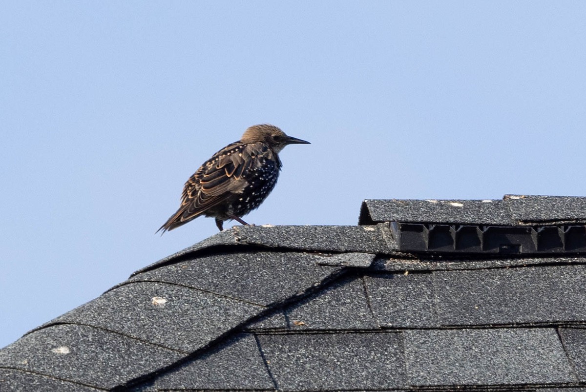 European Starling - ML641299124