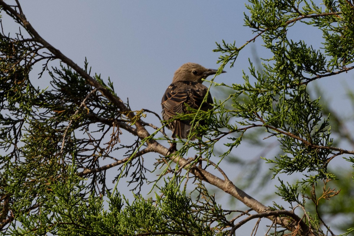 European Starling - ML641299125