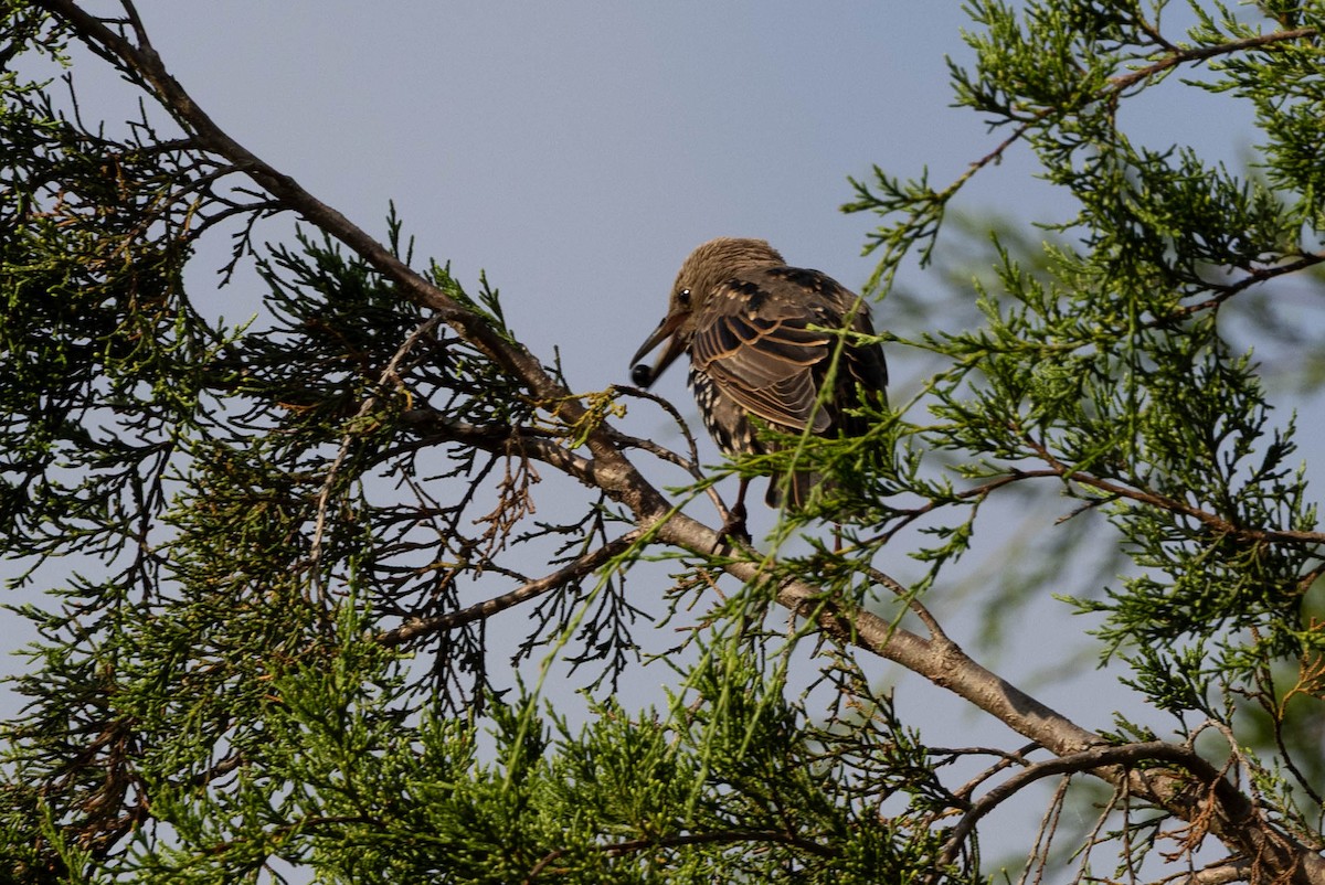 European Starling - ML641299126