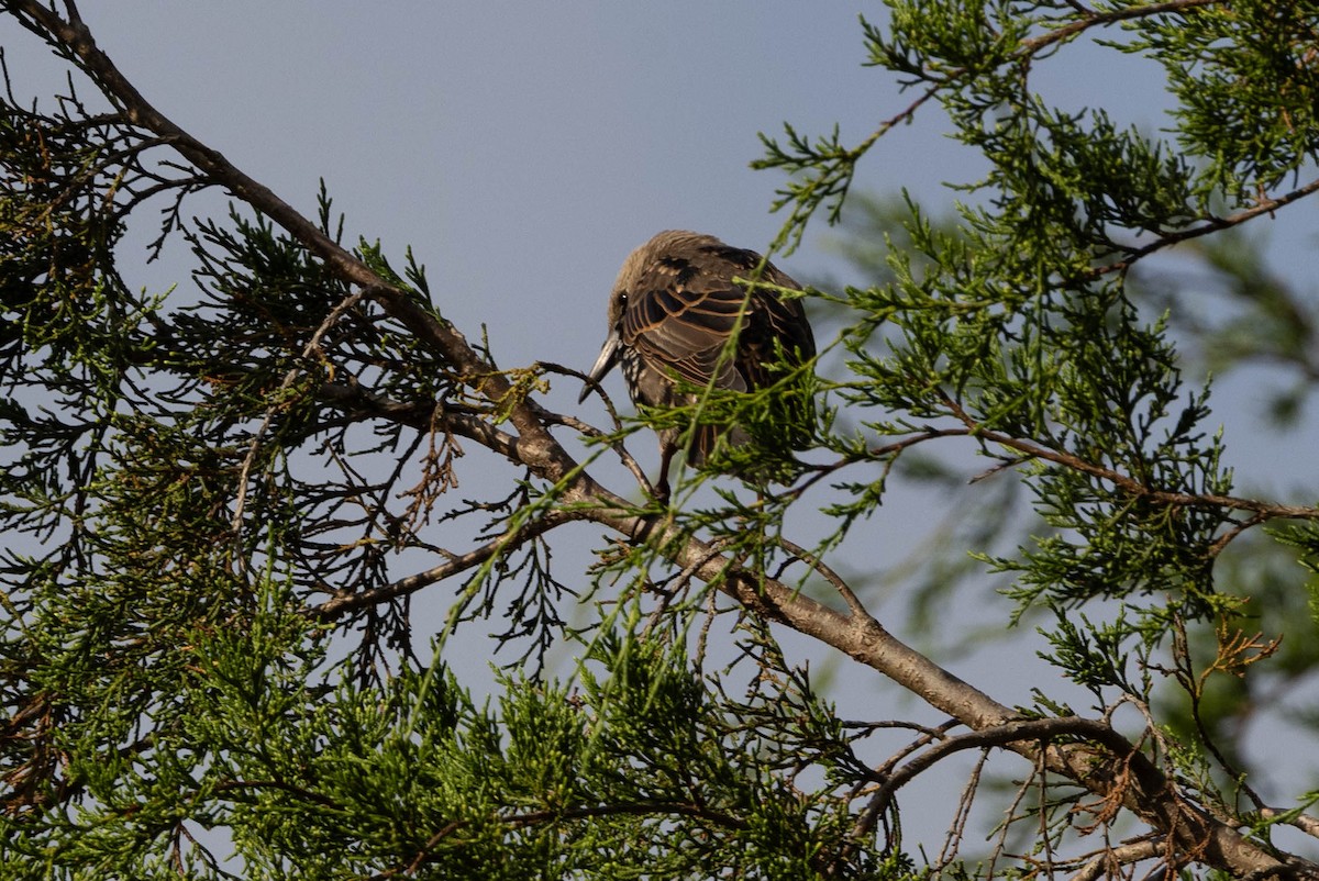 European Starling - ML641299127