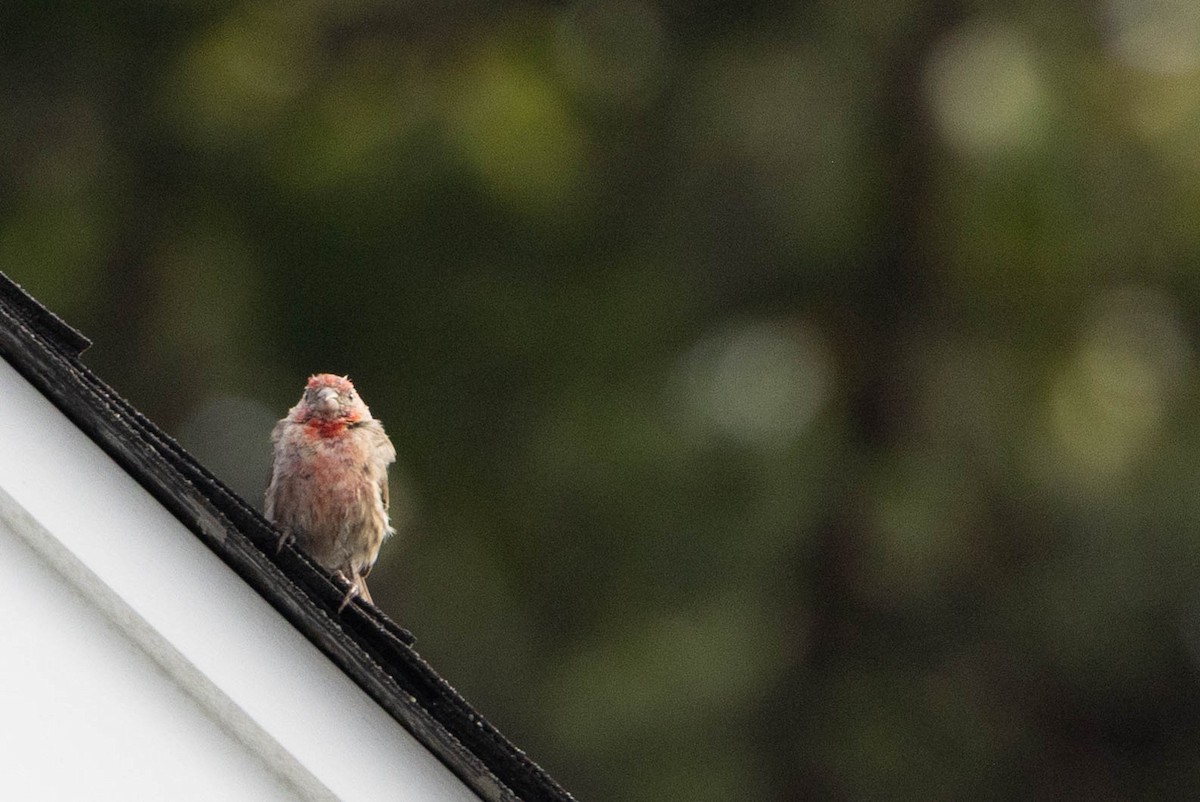 House Finch - ML641299131
