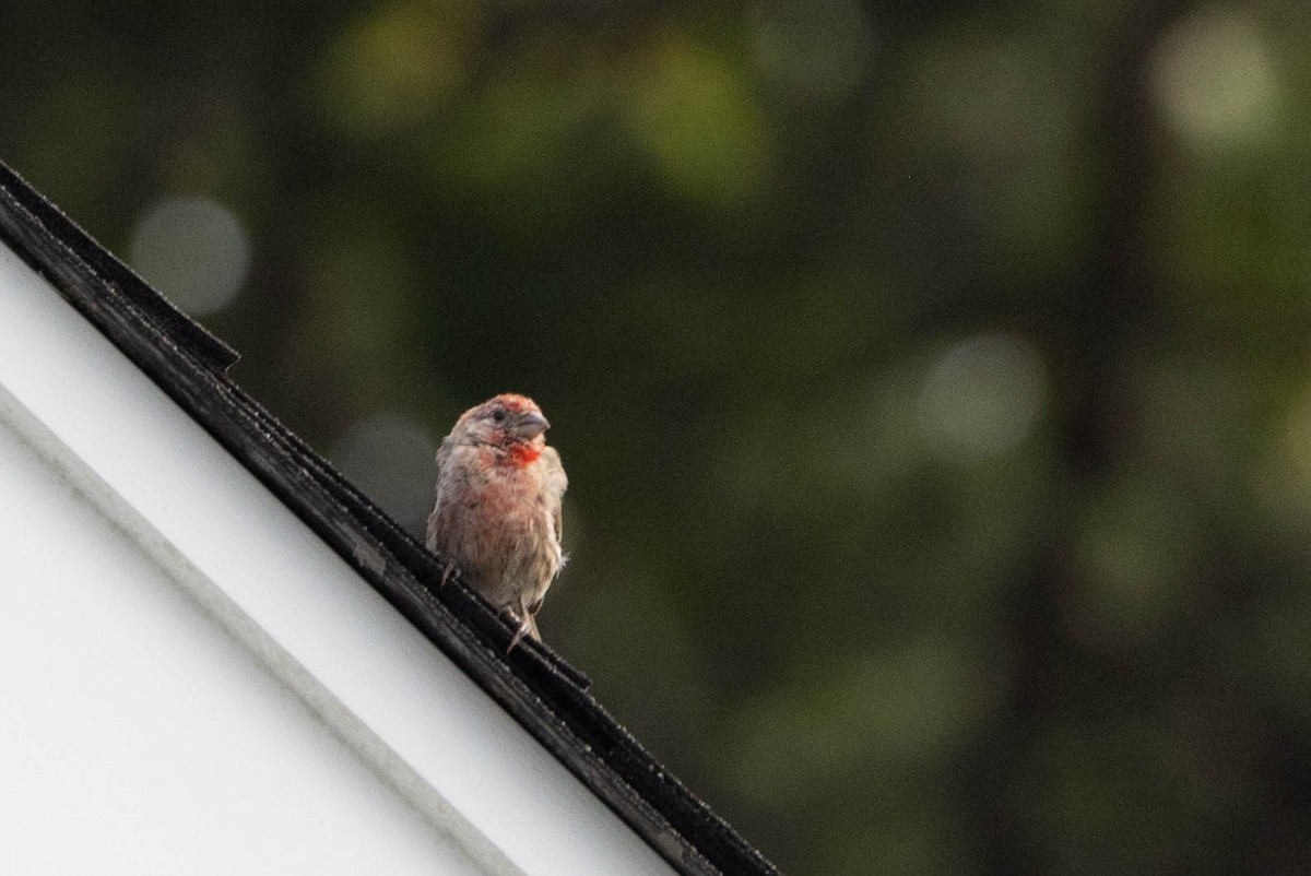 House Finch - ML641299132