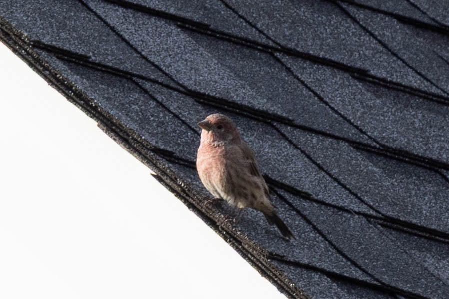 House Finch - ML641299133