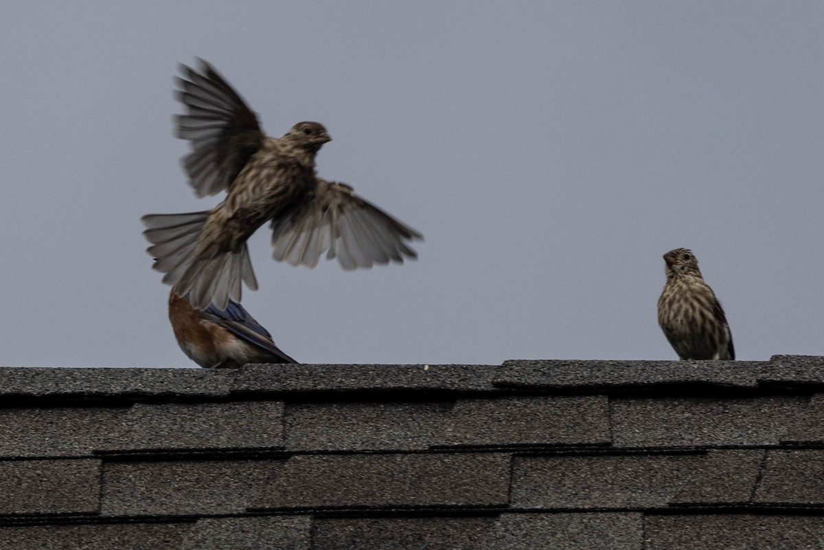 House Finch - ML641299134