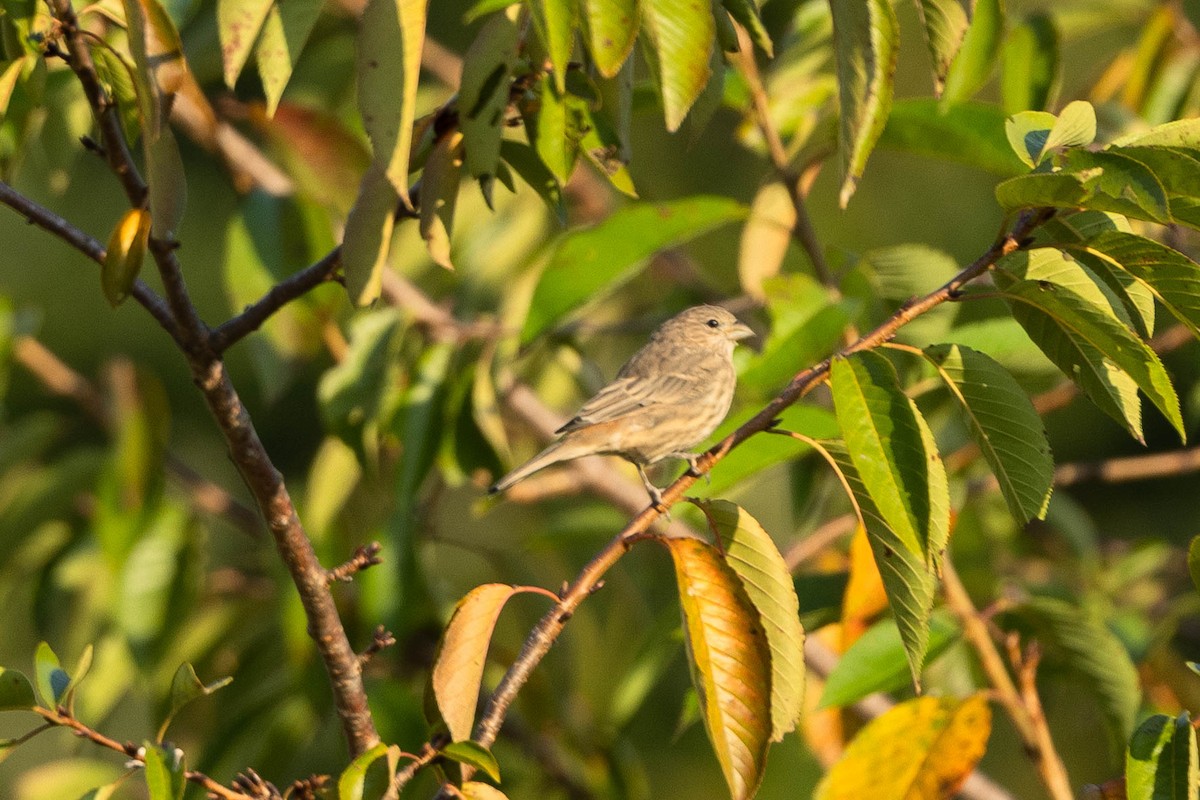 House Finch - ML641299135