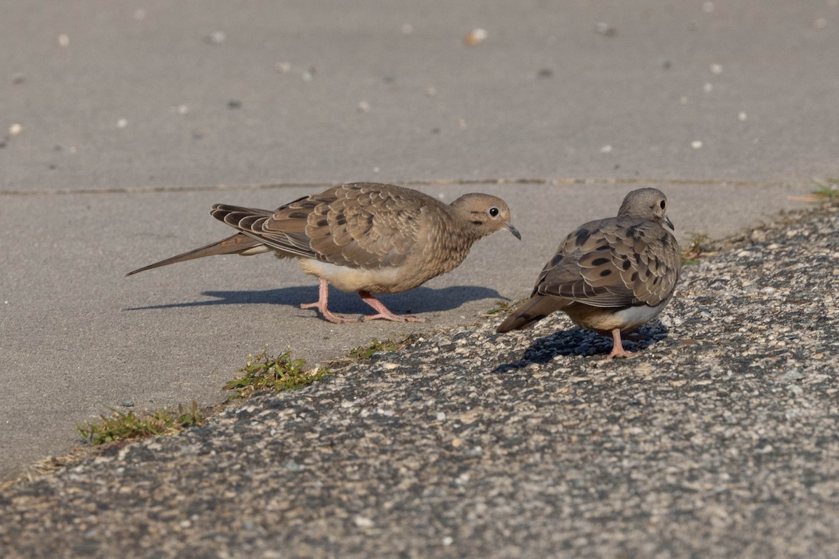 Mourning Dove - ML641299142