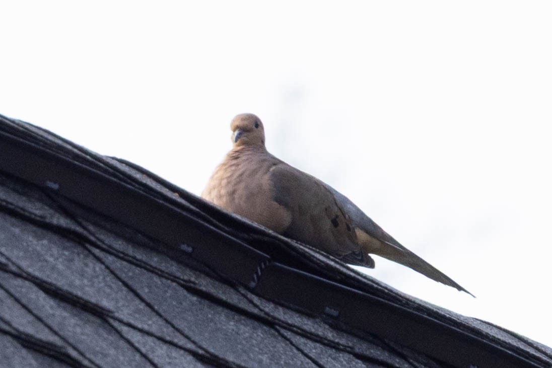 Mourning Dove - ML641299143