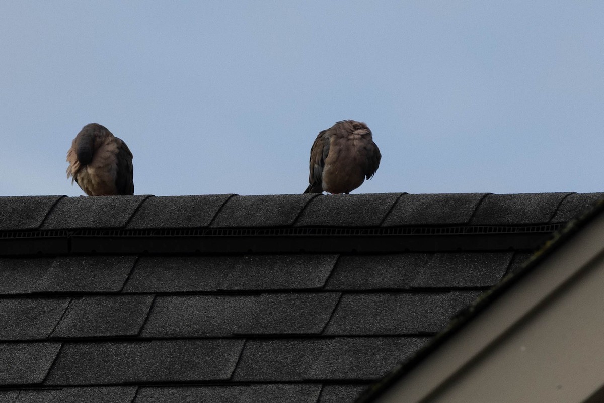 Mourning Dove - ML641299144