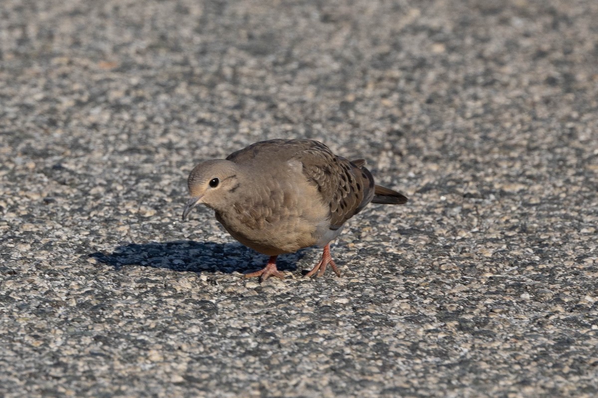 Mourning Dove - ML641299145