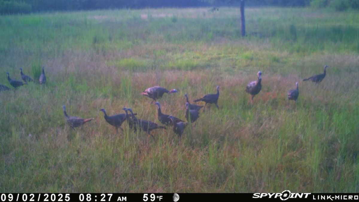 krocan divoký - ML641299149